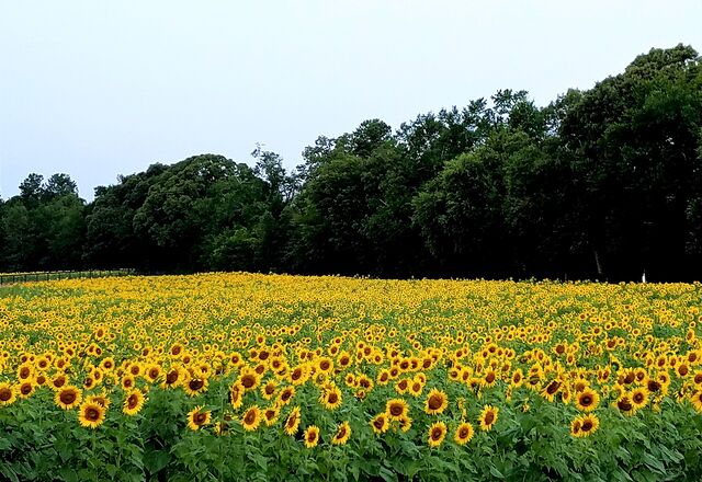 Sunflower field near Beech Island, South Carolina